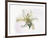 White Orchid Floating in Crystal Bowl-null-Framed Photographic Print