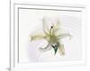 White Orchid Floating in Crystal Bowl-null-Framed Photographic Print