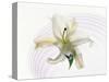 White Orchid Floating in Crystal Bowl-null-Stretched Canvas