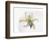 White Orchid Floating in Crystal Bowl-null-Framed Photographic Print