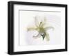 White Orchid Floating in Crystal Bowl-null-Framed Photographic Print