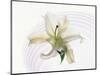 White Orchid Floating in Crystal Bowl-null-Mounted Photographic Print