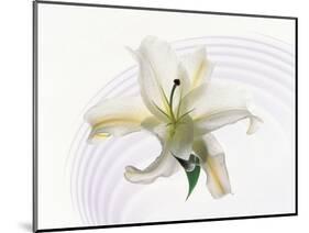 White Orchid Floating in Crystal Bowl-null-Mounted Photographic Print