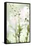 White Orchid I-Karyn Millet-Framed Stretched Canvas