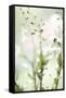 White Orchid I-Karyn Millet-Framed Stretched Canvas