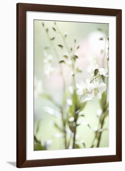 White Orchid I-Karyn Millet-Framed Photographic Print