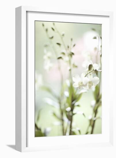 White Orchid I-Karyn Millet-Framed Photographic Print