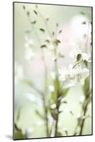 White Orchid I-Karyn Millet-Mounted Photographic Print