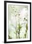 White Orchid I-Karyn Millet-Framed Photographic Print