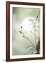 White Orchid II-Karyn Millet-Framed Photographic Print
