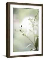 White Orchid II-Karyn Millet-Framed Photographic Print