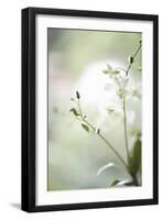 White Orchid II-Karyn Millet-Framed Photographic Print