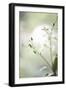 White Orchid II-Karyn Millet-Framed Photographic Print