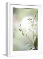 White Orchid II-Karyn Millet-Framed Photographic Print