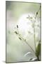 White Orchid II-Karyn Millet-Mounted Photographic Print