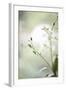 White Orchid II-Karyn Millet-Framed Photographic Print