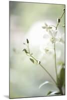 White Orchid II-Karyn Millet-Mounted Photographic Print