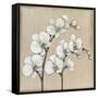 White Orchid II-Tim O'toole-Framed Stretched Canvas