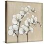 White Orchid II-Tim O'toole-Stretched Canvas