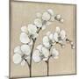 White Orchid II-Tim O'toole-Mounted Art Print