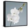 White Orchid on Blue 01-Tom Quartermaine-Framed Stretched Canvas