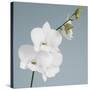White Orchid on Blue 01-Tom Quartermaine-Stretched Canvas