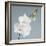 White Orchid on Blue 01-Tom Quartermaine-Framed Giclee Print