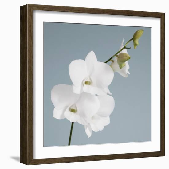 White Orchid on Blue 01-Tom Quartermaine-Framed Giclee Print