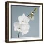 White Orchid on Blue 01-Tom Quartermaine-Framed Giclee Print