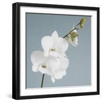 White Orchid on Blue 01-Tom Quartermaine-Framed Giclee Print