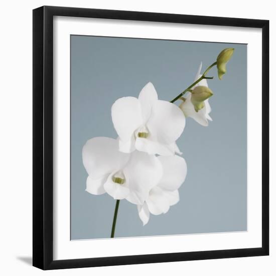 White Orchid on Blue 01-Tom Quartermaine-Framed Giclee Print
