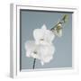 White Orchid on Blue 01-Tom Quartermaine-Framed Giclee Print