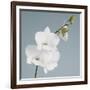 White Orchid on Blue 01-Tom Quartermaine-Framed Giclee Print