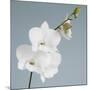 White Orchid on Blue 01-Tom Quartermaine-Mounted Giclee Print