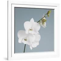 White Orchid on Blue 01-Tom Quartermaine-Framed Giclee Print