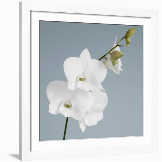 White Orchid on Blue 01-Tom Quartermaine-Framed Giclee Print