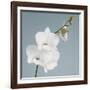 White Orchid on Blue 01-Tom Quartermaine-Framed Giclee Print