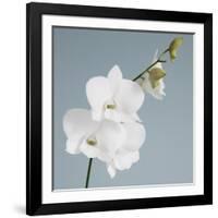 White Orchid on Blue 01-Tom Quartermaine-Framed Giclee Print