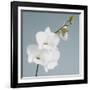 White Orchid on Blue 01-Tom Quartermaine-Framed Giclee Print