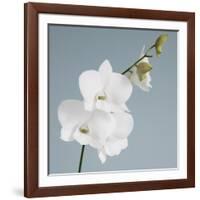 White Orchid on Blue 01-Tom Quartermaine-Framed Giclee Print