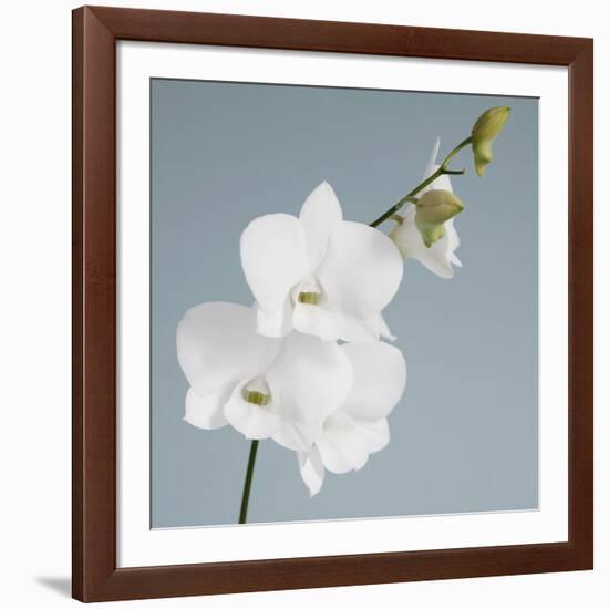 White Orchid on Blue 01-Tom Quartermaine-Framed Giclee Print