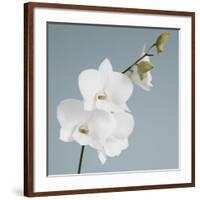 White Orchid on Blue 01-Tom Quartermaine-Framed Giclee Print