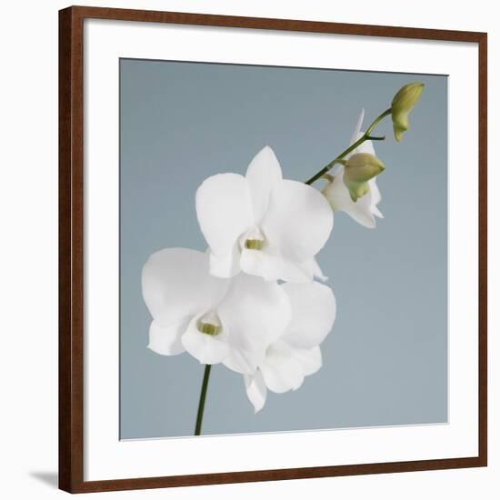 White Orchid on Blue 01-Tom Quartermaine-Framed Giclee Print