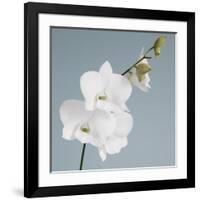 White Orchid on Blue 01-Tom Quartermaine-Framed Giclee Print