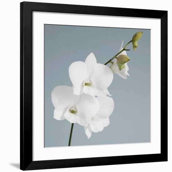 White Orchid on Blue 01-Tom Quartermaine-Framed Giclee Print