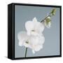 White Orchid on Blue 01-Tom Quartermaine-Framed Stretched Canvas