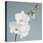 White Orchid on Blue 01-Tom Quartermaine-Stretched Canvas