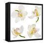 White Orchid on White-Madlen-Framed Stretched Canvas