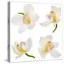 White Orchid on White-Madlen-Stretched Canvas