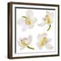 White Orchid on White-Madlen-Framed Photographic Print